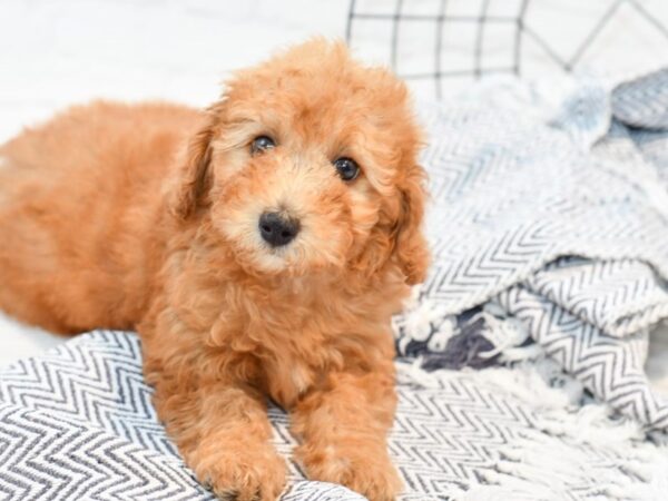 Miniature Poodle-DOG-Male-Red-35714-Petland Novi, Michigan