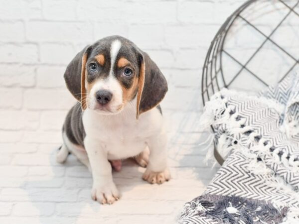 Beagle-DOG-Male-Blue Tri-35715-Petland Novi, Michigan