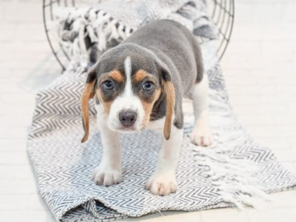 Beagle DOG Female Blue Tri 35716 Petland Novi, Michigan