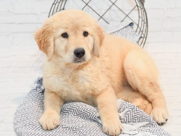 Golden Retriever DOG Female Golden 35717 Petland Novi, Michigan