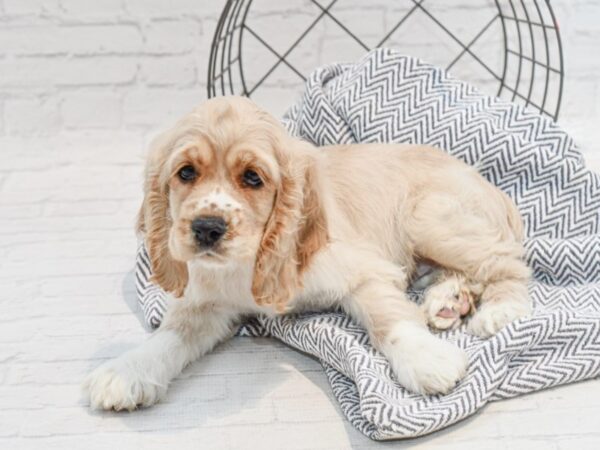 Cocker Spaniel DOG Female Buff / White 35718 Petland Novi, Michigan