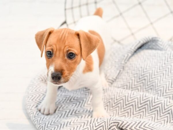 Jack Russell Terrier DOG Female Red / White 35719 Petland Novi, Michigan