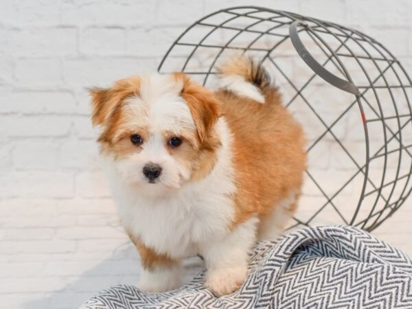 Pomtese-DOG-Male-Gold / White-35720-Petland Novi, Michigan