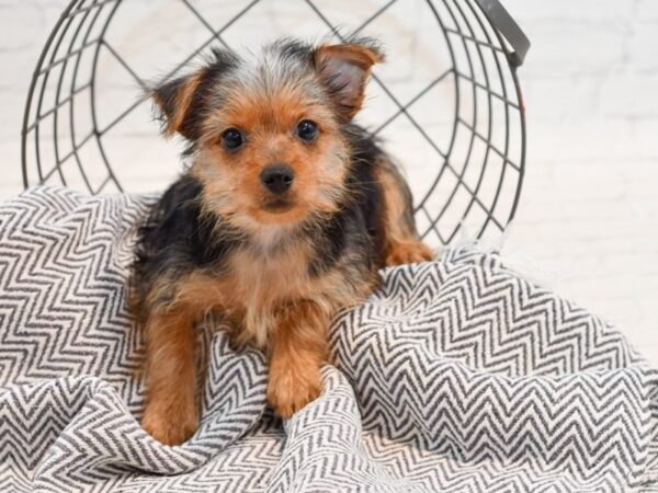 Silky Terrier DOG Female Black / Tan 35721 Petland Novi, Michigan