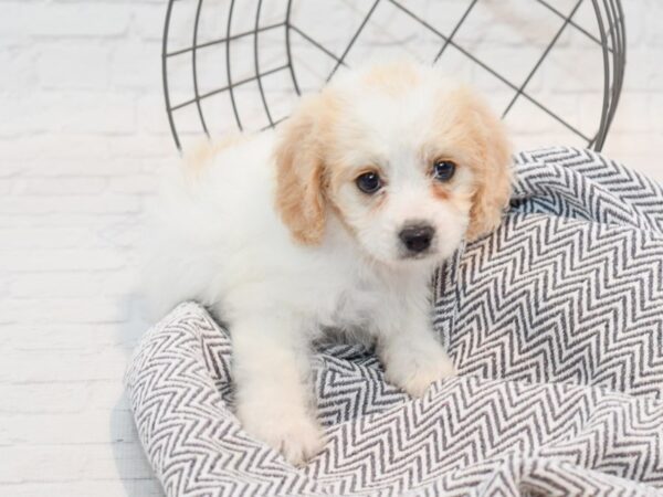 Cavachon-DOG-Female-Blenheim-35723-Petland Novi, Michigan