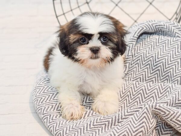 Shih Tzu-DOG-Female-Brindle-35724-Petland Novi, Michigan