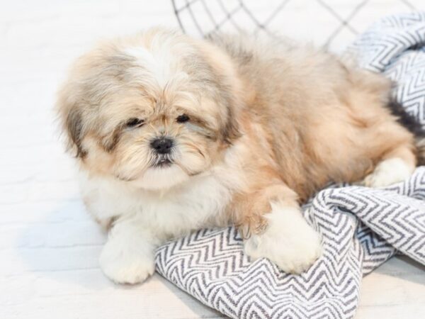 Shih Tzu DOG Male Brown & White 35725 Petland Novi, Michigan