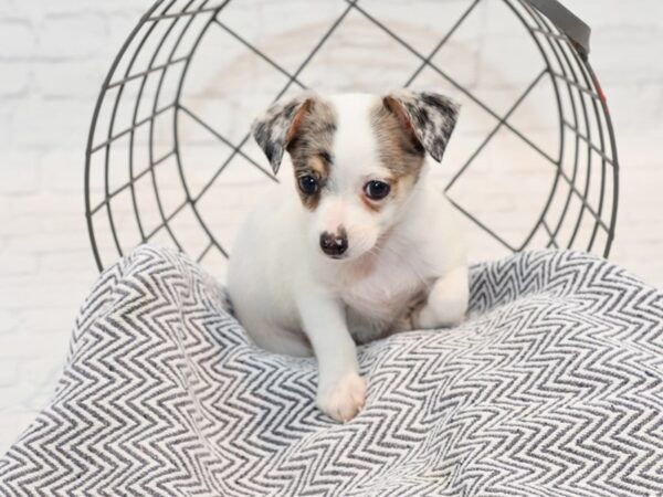 Chihuahua-DOG-Male-Blue Merle, Tan Markings-35726-Petland Novi, Michigan