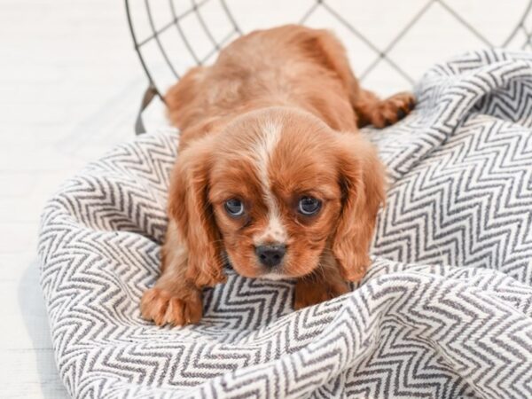 Cavalier King Charles-DOG-Male-Ruby-35728-Petland Novi, Michigan