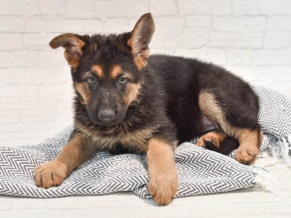 German Shepherd DOG Female Black & Tan 35729 Petland Novi, Michigan