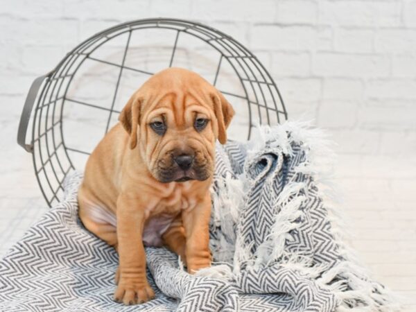 Shar-Pei/Beagle DOG Male Fawn 35730 Petland Novi, Michigan