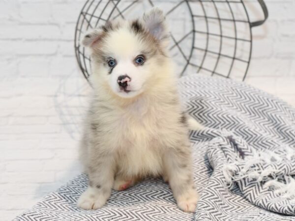 Pomsky DOG Male Blue Merle, White Markings 35732 Petland Novi, Michigan