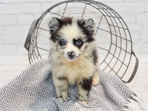 Pomsky DOG Female Black & White, Blue Merle Marks 35733 Petland Novi, Michigan