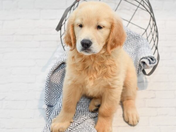 Golden Retriever DOG Male Cream 35734 Petland Novi, Michigan