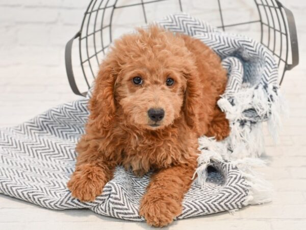 Mini Goldendoodle DOG Male Red 35735 Petland Novi, Michigan