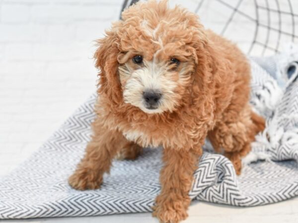 Mini Goldendoodle-DOG-Female-Red & White-35736-Petland Novi, Michigan