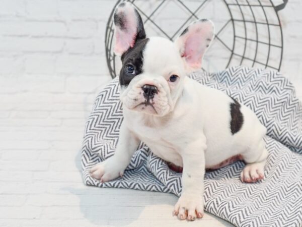 French Bulldog DOG Male White & Black 35737 Petland Novi, Michigan