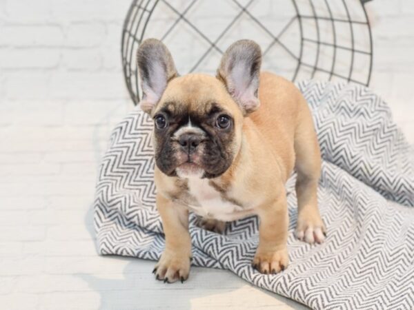 French Bulldog-DOG-Female-Fawn & White w/ Blk Mask-35738-Petland Novi, Michigan