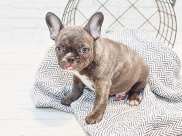 French Bulldog-DOG-Female-Brindle-35739-Petland Novi, Michigan