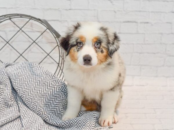 Australian Shepherd-DOG-Female-Blue Merle-35741-Petland Novi, Michigan