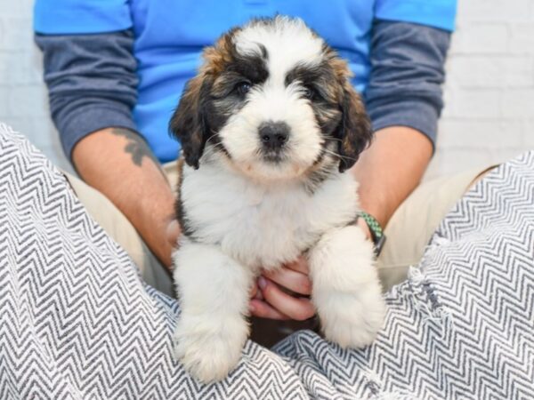 Mini Saint Berdoodle DOG Male Tri 35742 Petland Novi, Michigan