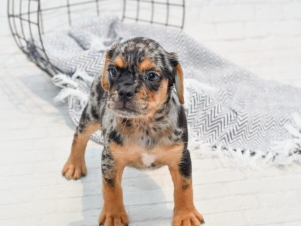 Puggle DOG Female Blue Merle 35745 Petland Novi, Michigan