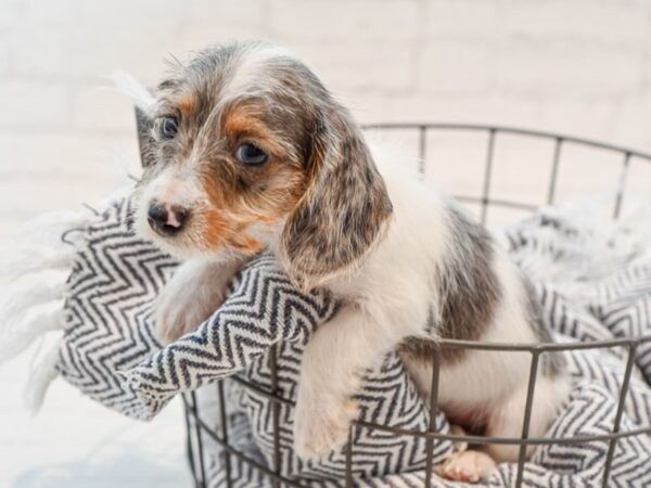 Dachshund DOG Male Blue Dapple, piebald 35746 Petland Novi, Michigan