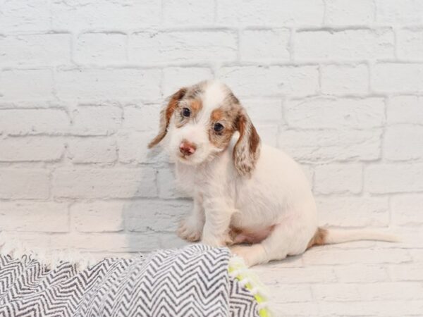 Dachshund-DOG-Male-Chocolate Dapple, piebald-35747-Petland Novi, Michigan