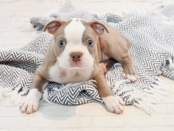 Boston Terrier-DOG-Male-Blue / White-35748-Petland Novi, Michigan