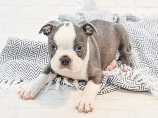 Boston Terrier DOG Female Blue / White 35749 Petland Novi, Michigan