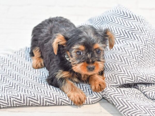 Yorkshire Terrier DOG Female Black & Tan 35750 Petland Novi, Michigan