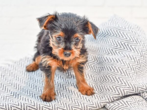 Yorkshire Terrier DOG Female Black & Tan 35751 Petland Novi, Michigan