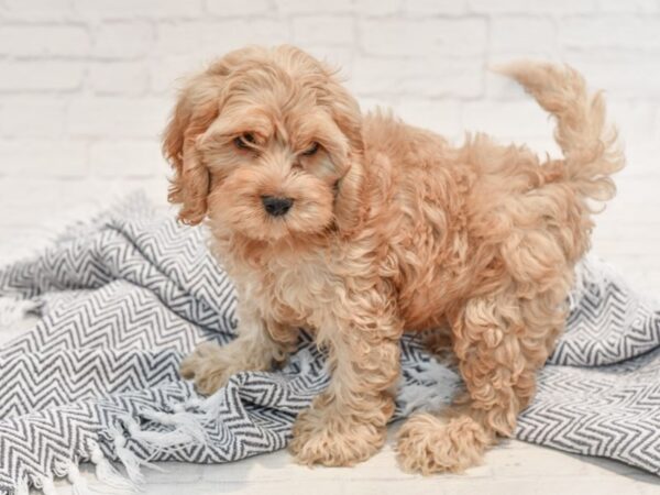 Cockapoo DOG Male Apricot 35753 Petland Novi, Michigan