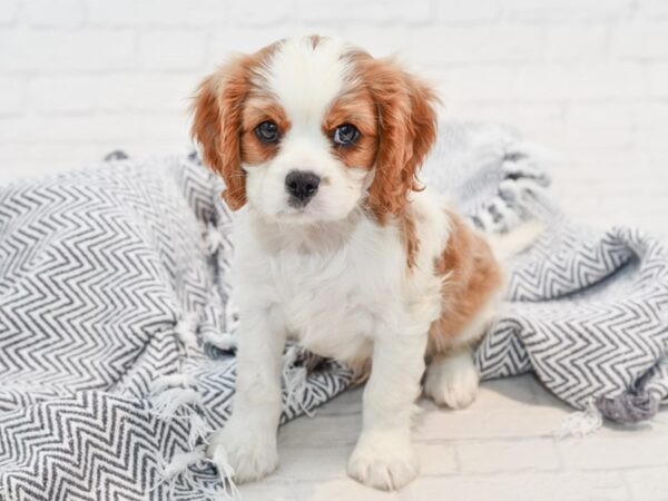 Cavalier King Charles Spaniel-DOG-Male-Blenheim-35754-Petland Novi, Michigan