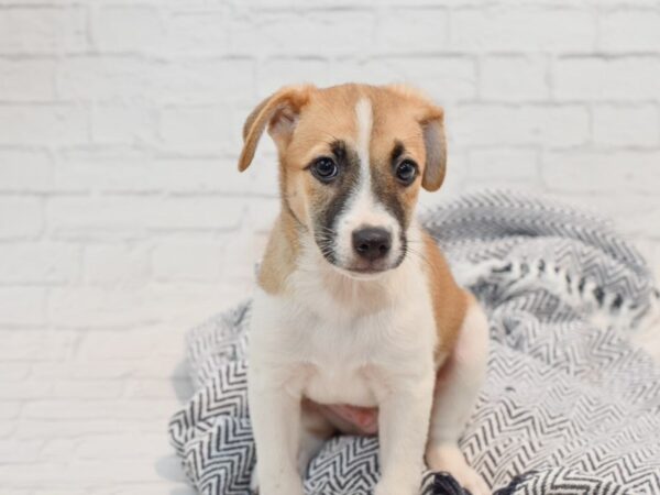 Spitz Mix-DOG-Male-Tri-35755-Petland Novi, Michigan