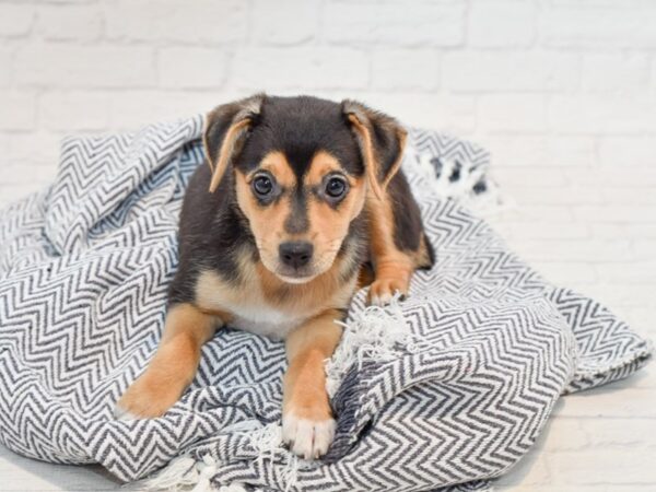 Spitz Mix-DOG-Female-Tri-35757-Petland Novi, Michigan