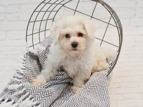 Bichon Frise DOG Male White 35758 Petland Novi, Michigan