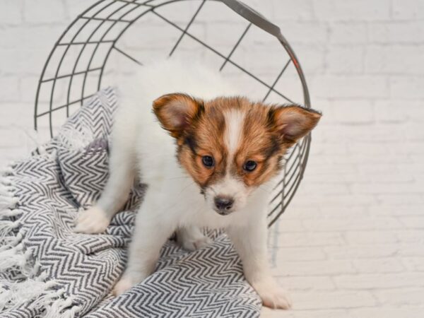 Papillon DOG Male Sable / White 35759 Petland Novi, Michigan