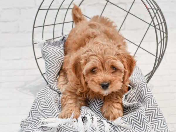 Shihpoo-DOG-Female-Brown-35760-Petland Novi, Michigan