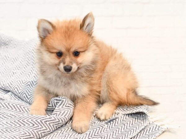 Pomeranian-DOG-Female-Sable-35761-Petland Novi, Michigan