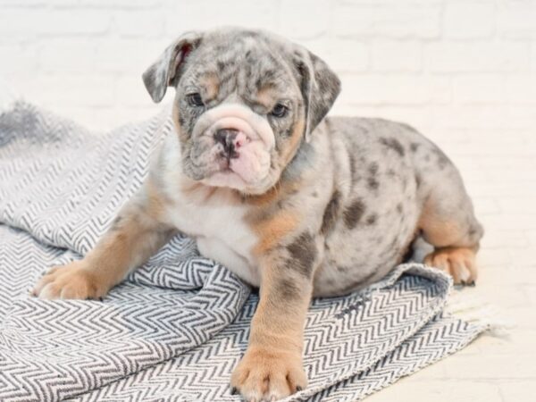 English Bulldog DOG Male Blue Merle 35762 Petland Novi, Michigan