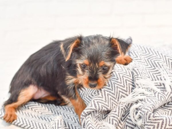 Yorkshire Terrier DOG Female Black & Tan 35752 Petland Novi, Michigan