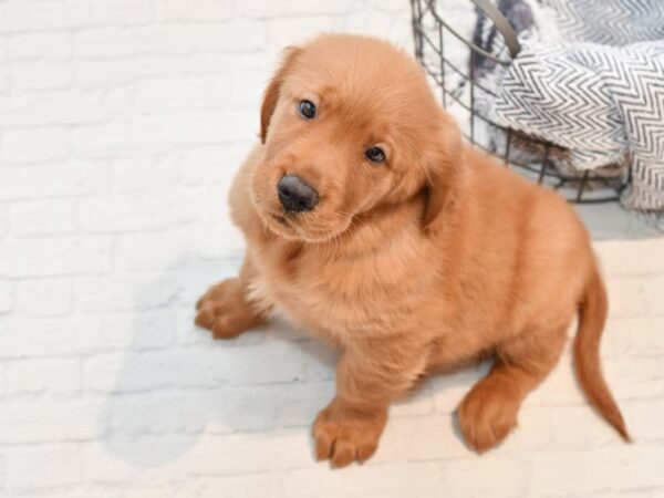 Golden Retriever-DOG-Male-Dark Golden-35743-Petland Novi, Michigan