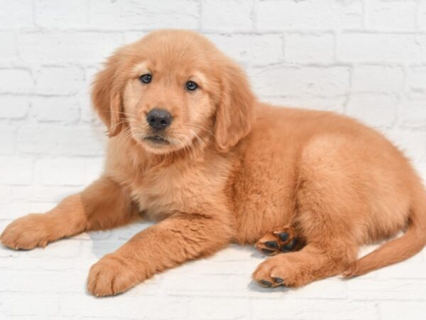 Golden Retriever-DOG-Female-Dark Golden-35744-Petland Novi, Michigan