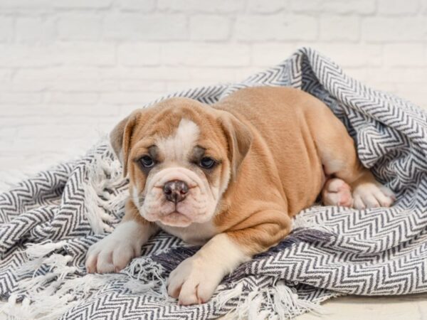 Olde English Bulldogge DOG Female Blue & White 35763 Petland Novi, Michigan