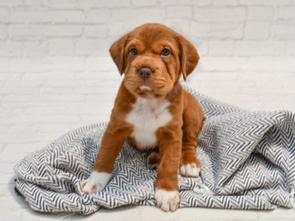 Mini Hippo DOG Female Brown 35764 Petland Novi, Michigan