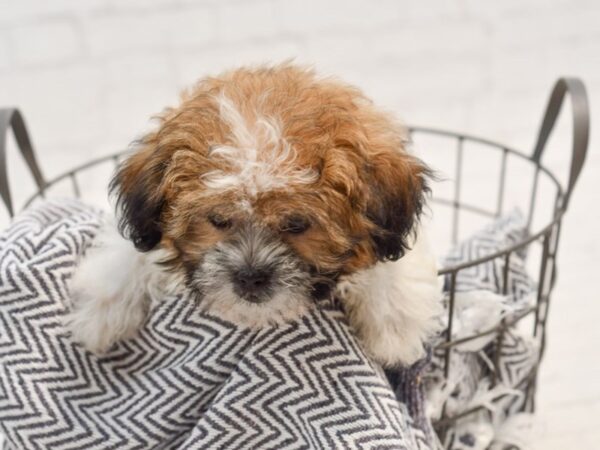 Teddy Bear DOG Male Brown & White 35765 Petland Novi, Michigan