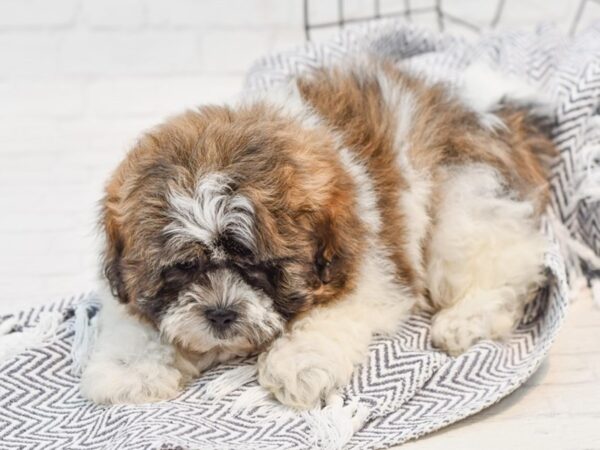 Teddy Bear DOG Female Brown & White 35766 Petland Novi, Michigan