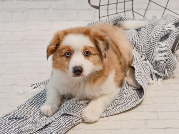 Aussiemo DOG Male Merle 35769 Petland Novi, Michigan