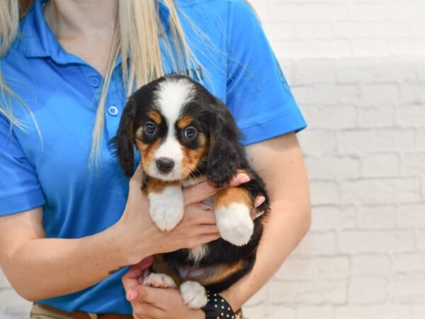 Mini Bernese-DOG-Female-Tri-35770-Petland Novi, Michigan